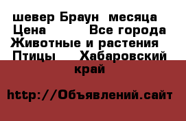 шевер Браун 2месяца › Цена ­ 200 - Все города Животные и растения » Птицы   . Хабаровский край